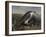 Faucon dévorant un oiseau.-Nicasius Bernaerts-Framed Giclee Print