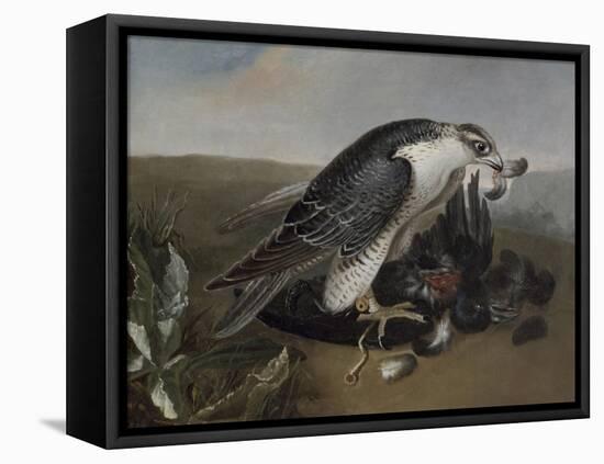 Faucon dévorant un oiseau.-Nicasius Bernaerts-Framed Premier Image Canvas