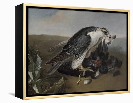 Faucon dévorant un oiseau.-Nicasius Bernaerts-Framed Premier Image Canvas