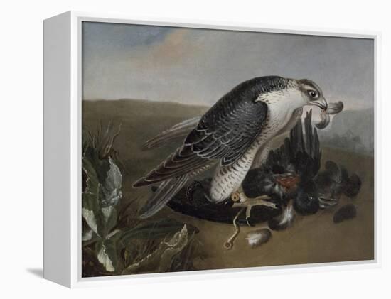 Faucon dévorant un oiseau.-Nicasius Bernaerts-Framed Premier Image Canvas
