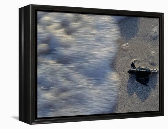 Fauna, Sea turtles, Yucatan, Mexico-Kenneth Garrett-Framed Premier Image Canvas