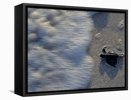 Fauna, Sea turtles, Yucatan, Mexico-Kenneth Garrett-Framed Premier Image Canvas