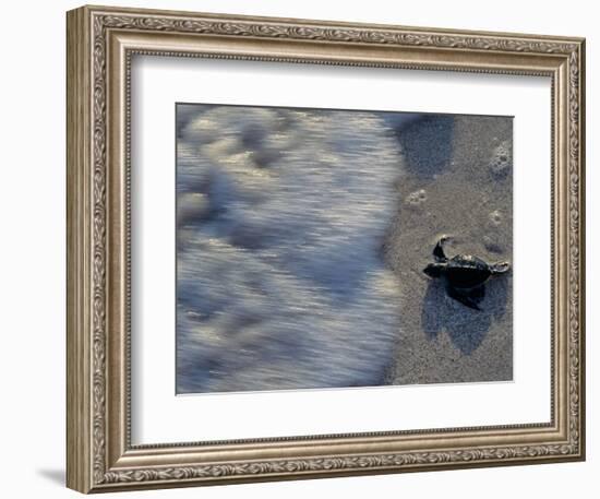 Fauna, Sea turtles, Yucatan, Mexico-Kenneth Garrett-Framed Photographic Print