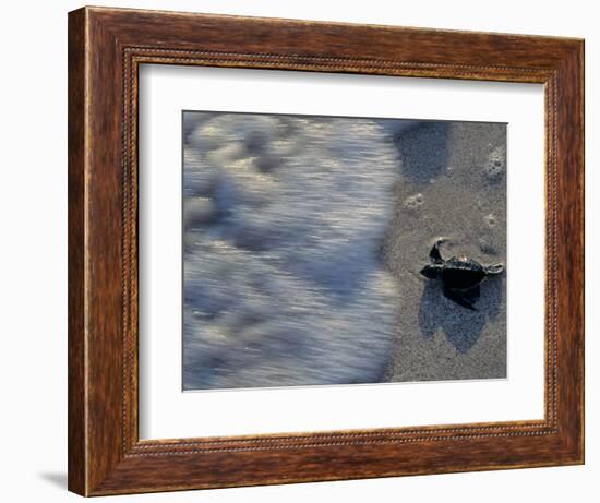 Fauna, Sea turtles, Yucatan, Mexico-Kenneth Garrett-Framed Photographic Print