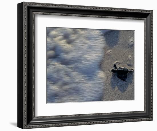 Fauna, Sea turtles, Yucatan, Mexico-Kenneth Garrett-Framed Photographic Print