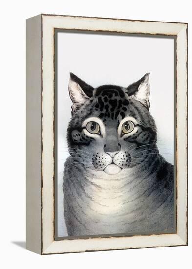 Favorite Cat-Currier & Ives-Framed Stretched Canvas