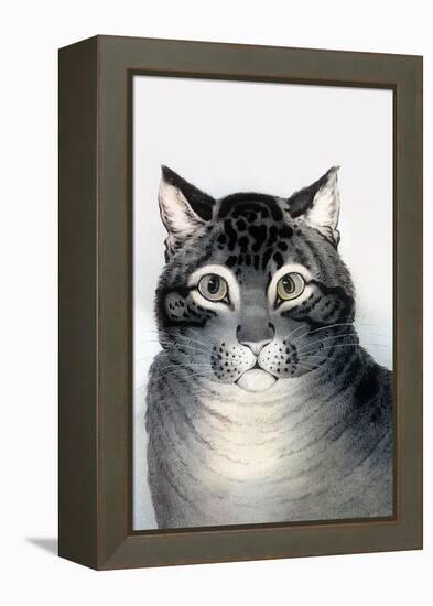 Favorite Cat-Currier & Ives-Framed Stretched Canvas