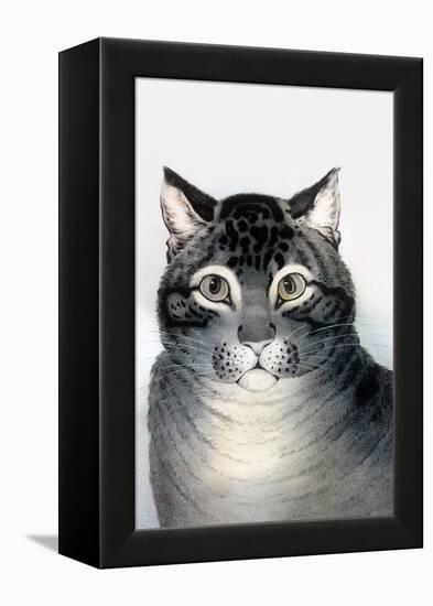 Favorite Cat-Currier & Ives-Framed Stretched Canvas