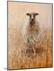 Favourite Ewe-Lincoln Seligman-Mounted Giclee Print