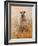 Favourite Ewe-Lincoln Seligman-Framed Giclee Print