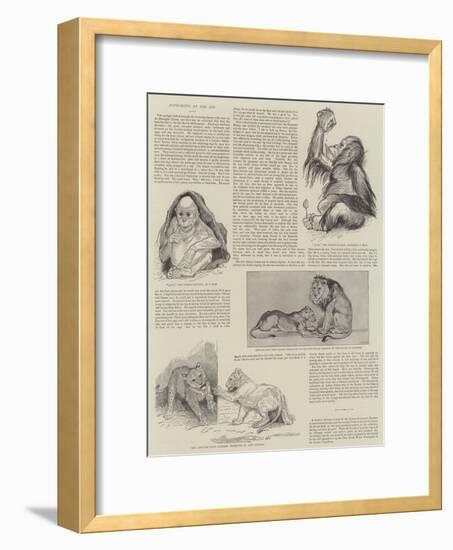 Favourites at the Zoo-null-Framed Giclee Print