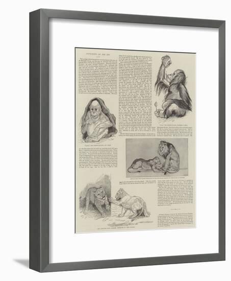 Favourites at the Zoo-null-Framed Giclee Print