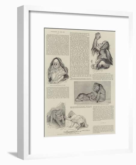 Favourites at the Zoo-null-Framed Giclee Print