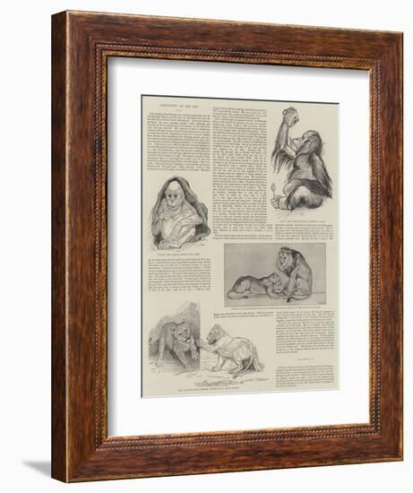 Favourites at the Zoo-null-Framed Giclee Print
