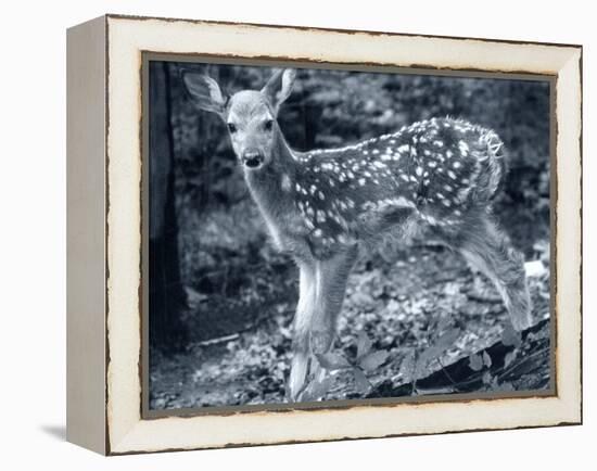 Fawn 2-Gordon Semmens-Framed Premier Image Canvas