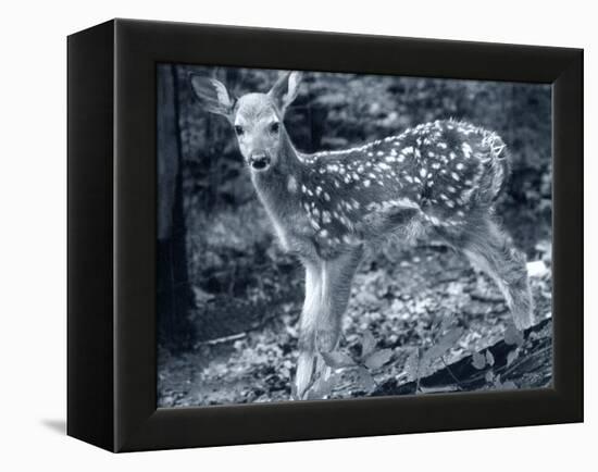 Fawn 2-Gordon Semmens-Framed Premier Image Canvas