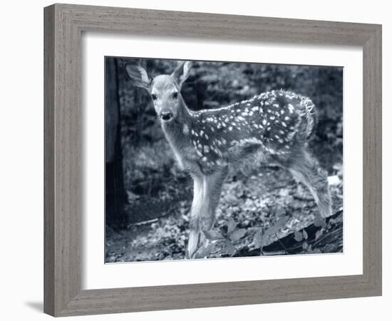 Fawn 2-Gordon Semmens-Framed Photographic Print