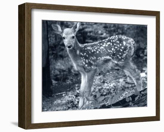 Fawn 2-Gordon Semmens-Framed Photographic Print