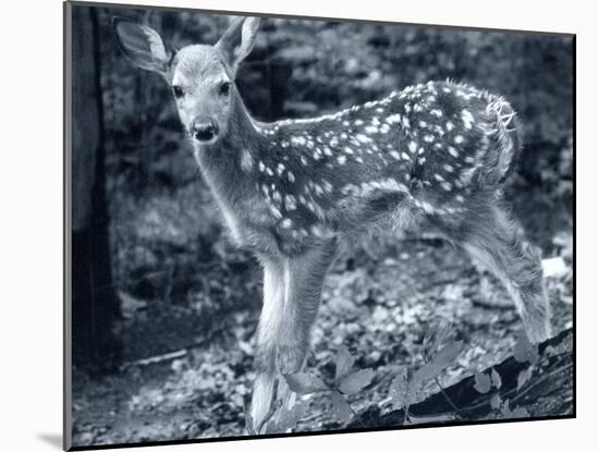 Fawn 2-Gordon Semmens-Mounted Photographic Print