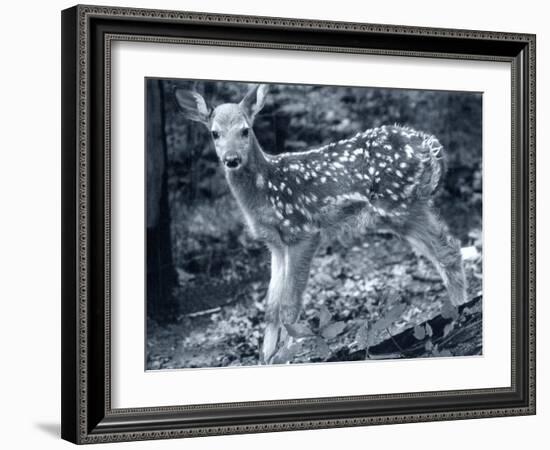 Fawn 2-Gordon Semmens-Framed Photographic Print