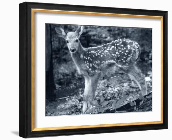 Fawn 2-Gordon Semmens-Framed Photographic Print