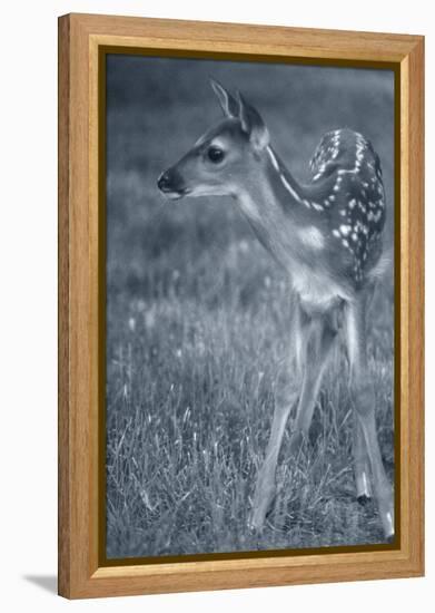 Fawn 3-Gordon Semmens-Framed Premier Image Canvas