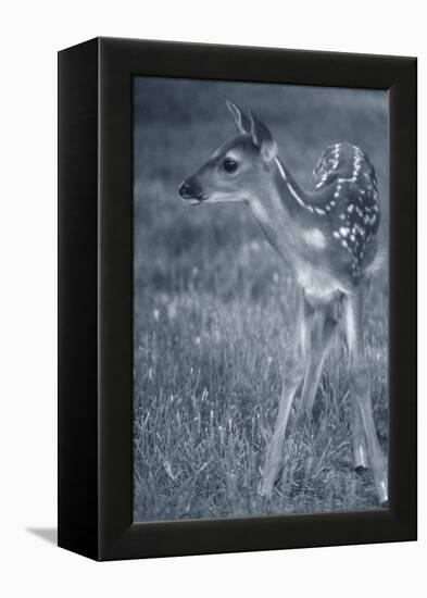 Fawn 3-Gordon Semmens-Framed Premier Image Canvas