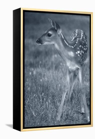 Fawn 3-Gordon Semmens-Framed Premier Image Canvas