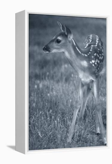 Fawn 3-Gordon Semmens-Framed Premier Image Canvas