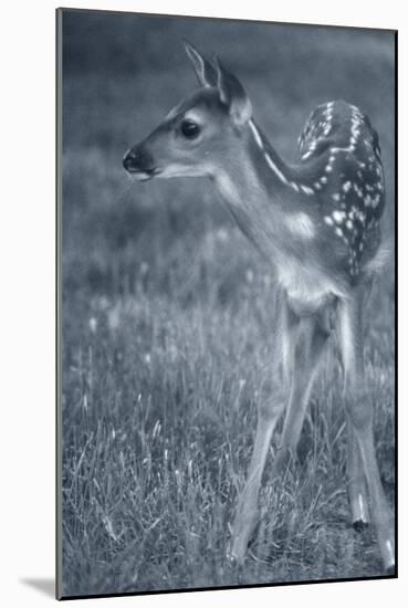 Fawn 3-Gordon Semmens-Mounted Photographic Print