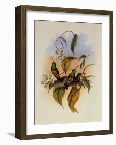 Fawn-Breasted Amazili, Amazilia Cerviniventris-John Gould-Framed Giclee Print