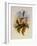 Fawn-Breasted Amazili, Amazilia Cerviniventris-John Gould-Framed Giclee Print