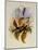 Fawn-Breasted Amazili, Amazilia Cerviniventris-John Gould-Mounted Giclee Print
