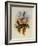 Fawn-Breasted Amazili, Amazilia Cerviniventris-John Gould-Framed Giclee Print