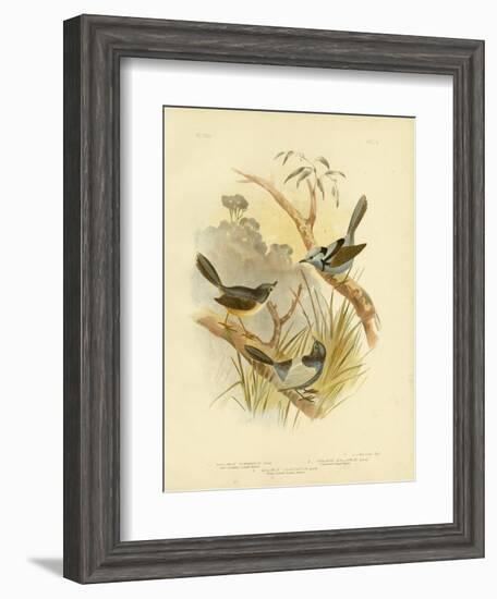 Fawn-Breasted Superb Warbler, 1891-Gracius Broinowski-Framed Giclee Print