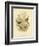 Fawn-Breasted Superb Warbler, 1891-Gracius Broinowski-Framed Giclee Print