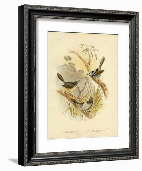 Fawn-Breasted Superb Warbler, 1891-Gracius Broinowski-Framed Giclee Print