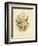 Fawn-Breasted Superb Warbler, 1891-Gracius Broinowski-Framed Giclee Print