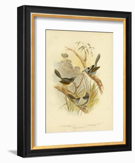 Fawn-Breasted Superb Warbler, 1891-Gracius Broinowski-Framed Giclee Print