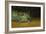 Fawn Brook-Michael Budden-Framed Giclee Print