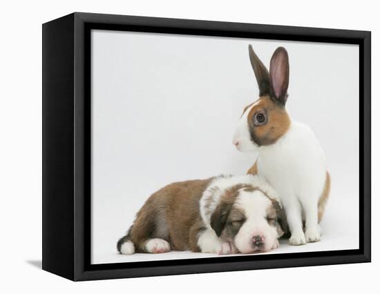 Fawn Dutch Rabbit with Sleeping Sable-And-White Border Collie Pup-Jane Burton-Framed Premier Image Canvas