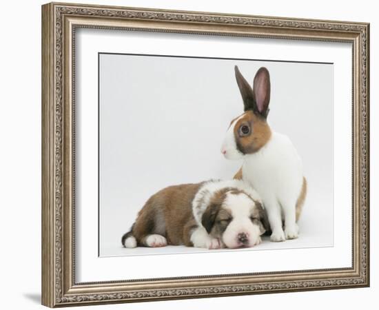 Fawn Dutch Rabbit with Sleeping Sable-And-White Border Collie Pup-Jane Burton-Framed Photographic Print