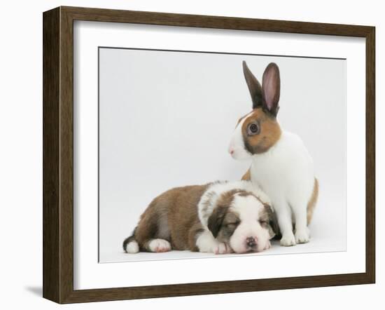 Fawn Dutch Rabbit with Sleeping Sable-And-White Border Collie Pup-Jane Burton-Framed Photographic Print