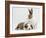 Fawn Dutch Rabbit with Sleeping Sable-And-White Border Collie Pup-Jane Burton-Framed Photographic Print