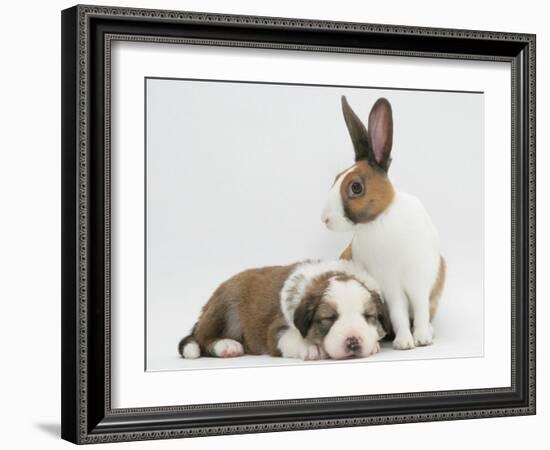 Fawn Dutch Rabbit with Sleeping Sable-And-White Border Collie Pup-Jane Burton-Framed Photographic Print