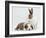 Fawn Dutch Rabbit with Sleeping Sable-And-White Border Collie Pup-Jane Burton-Framed Photographic Print