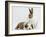 Fawn Dutch Rabbit with Sleeping Sable-And-White Border Collie Pup-Jane Burton-Framed Photographic Print