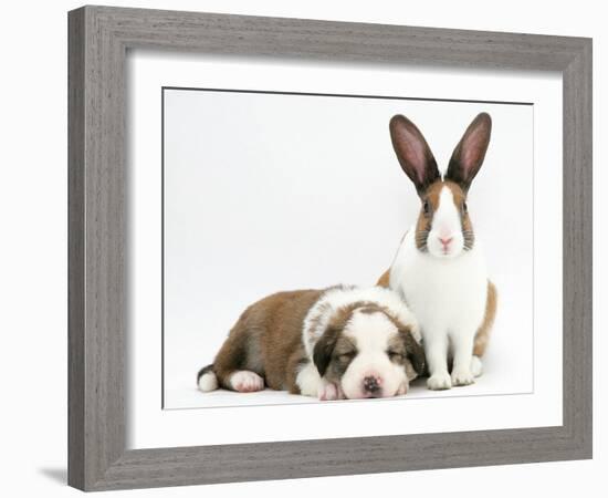 Fawn Dutch Rabbit with Sleeping Sable-And-White Border Collie Pup-Jane Burton-Framed Photographic Print