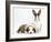 Fawn Dutch Rabbit with Sleeping Sable-And-White Border Collie Pup-Jane Burton-Framed Photographic Print