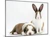 Fawn Dutch Rabbit with Sleeping Sable-And-White Border Collie Pup-Jane Burton-Mounted Photographic Print